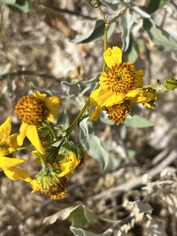 Brittlebush