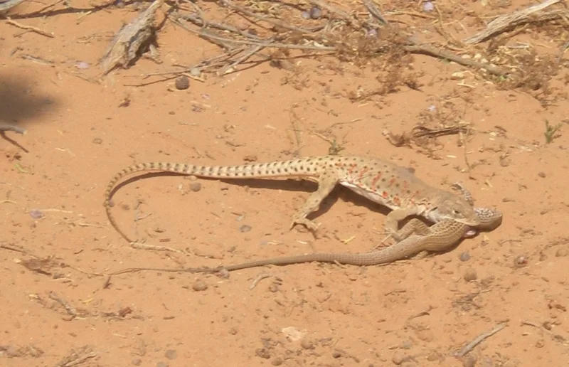 Western Whiptail