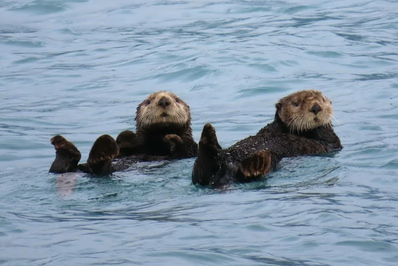 Sea Otter