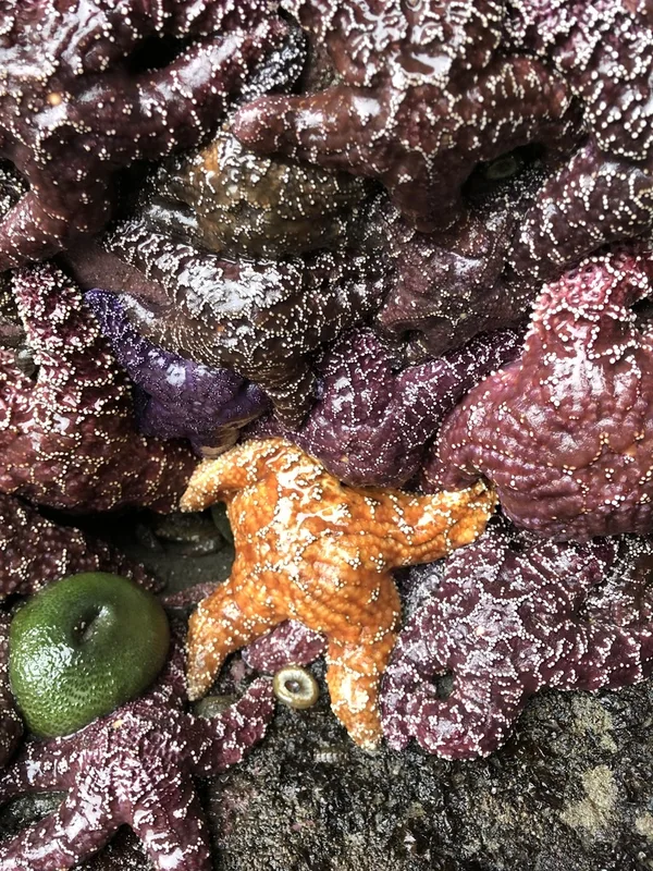Ochre Sea Star