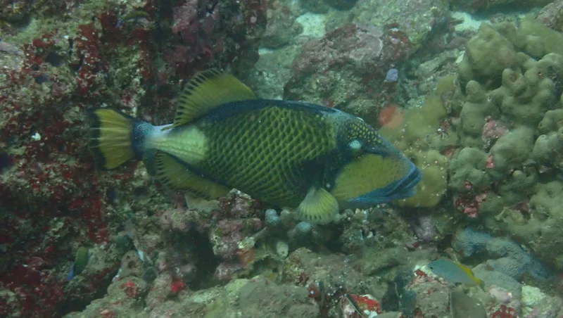 Titan Triggerfish