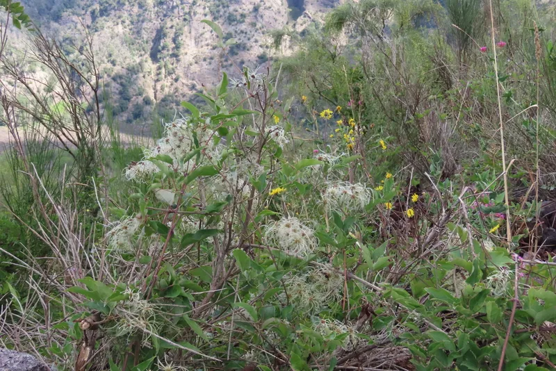 Old man's beard