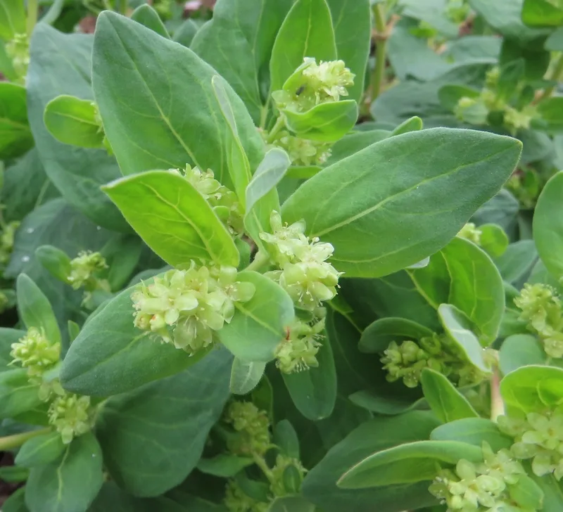 Davis' knotweed