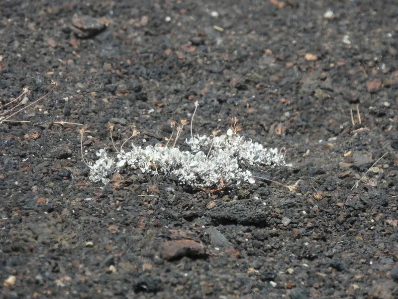 cushion buckwheat