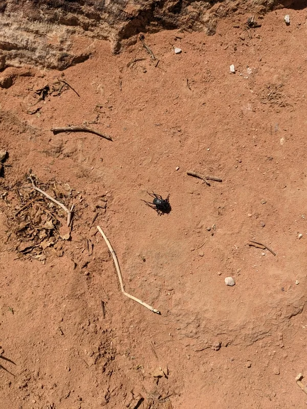 Pitted Beetle