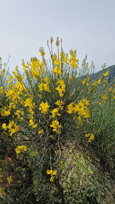 Spanish Broom