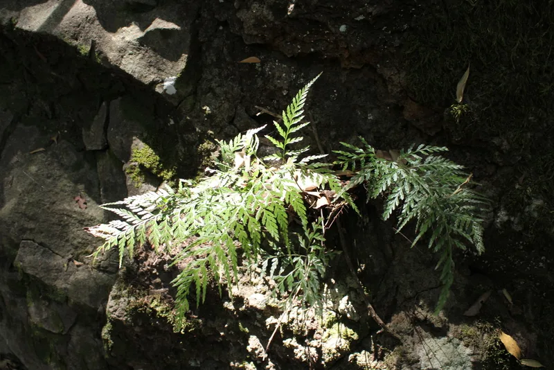 western black spleenwort