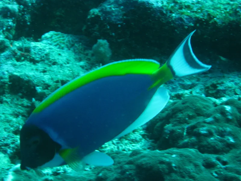 Powder Blue Tang