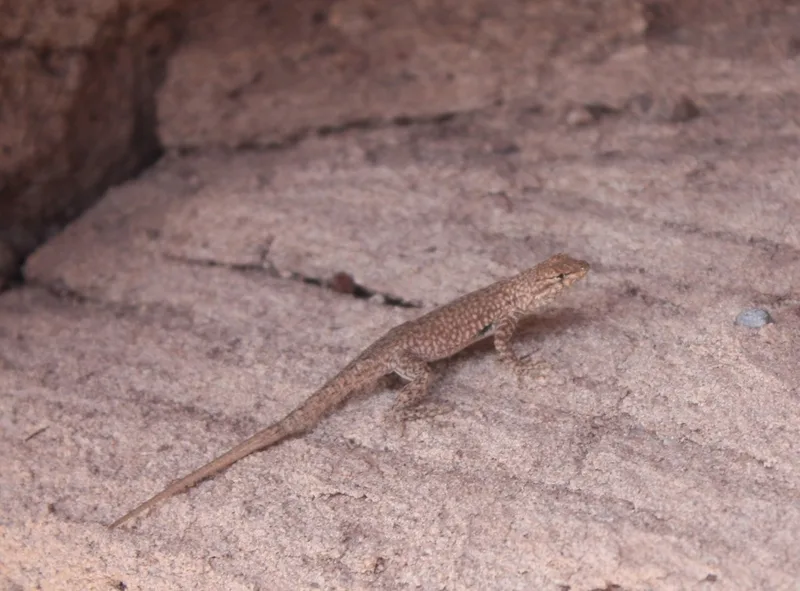Common Side-blotched Lizard