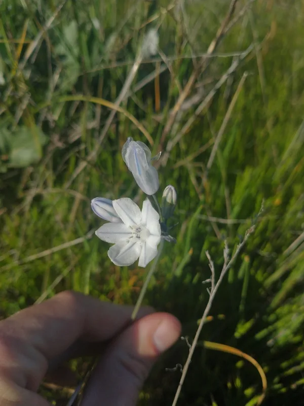 large-flowered triteleia
