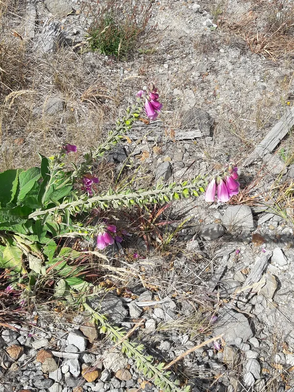 purple foxglove