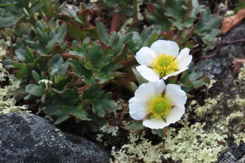 Glacier Crowfoot