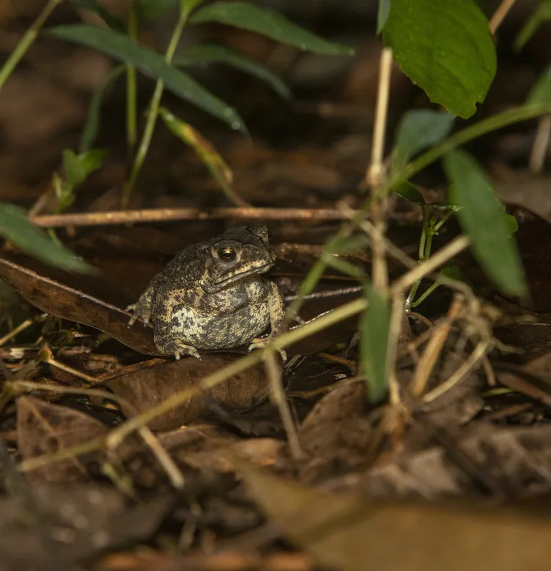 Asian Common Toad