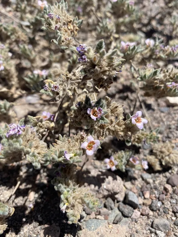 Tiquilia atacamensis