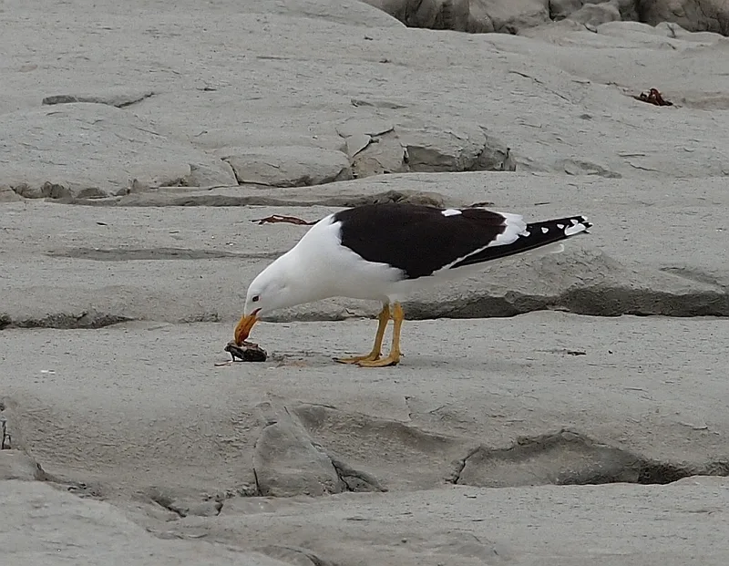 Kelp Gull