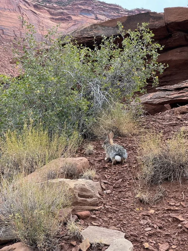 Desert Cottontail