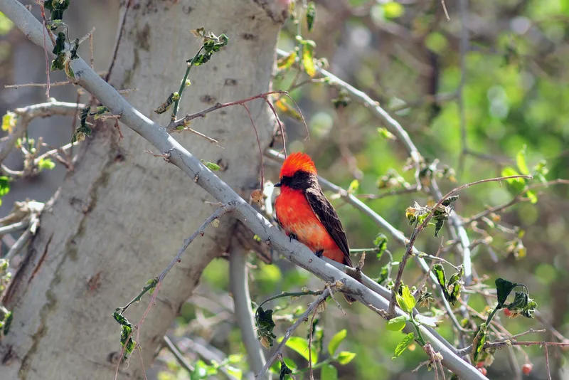 Vermilion Flycatcher