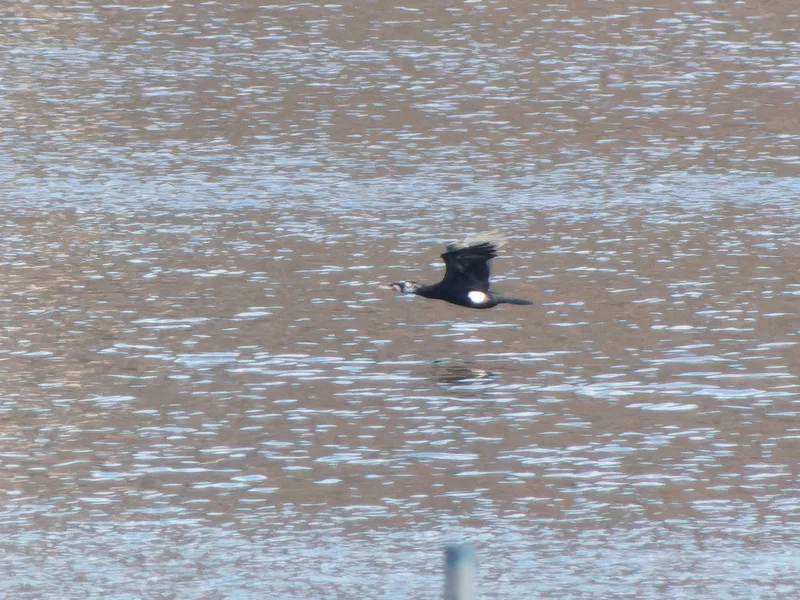 Great Cormorant