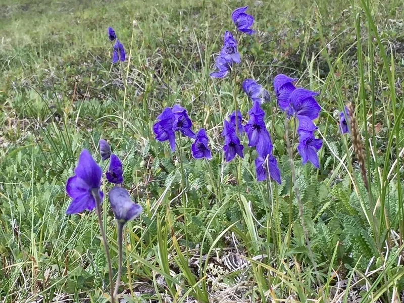 Larkspurleaf Monkshood