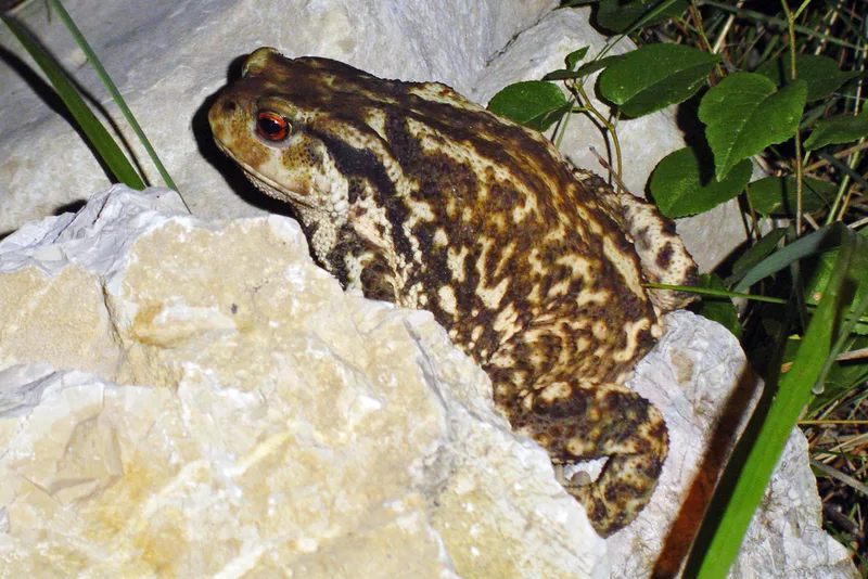 Spiny Toad