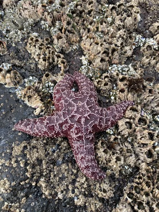 Ochre Sea Star