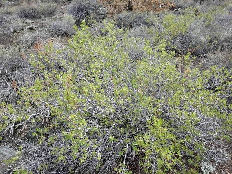 fernbush