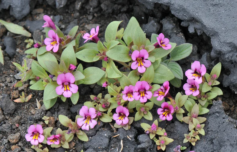 Dwarf Purple Monkeyflower