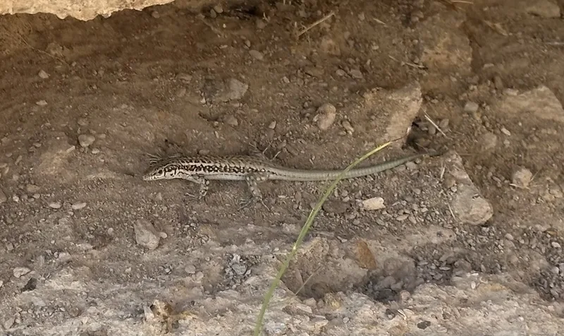 Anatolian Lizard
