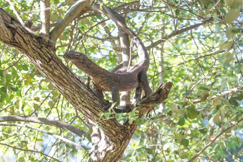 Komodo Dragon