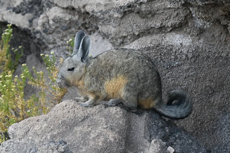 Mountain Viscacha