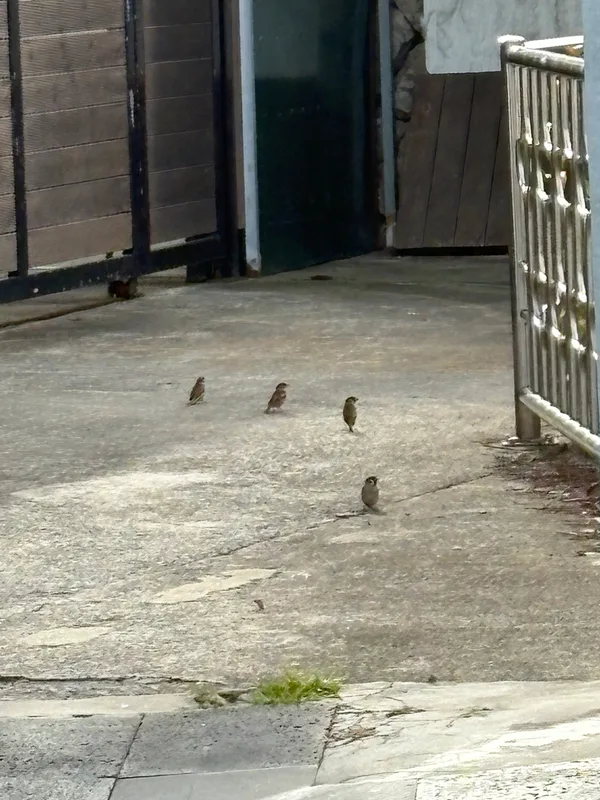 Eurasian Tree Sparrow