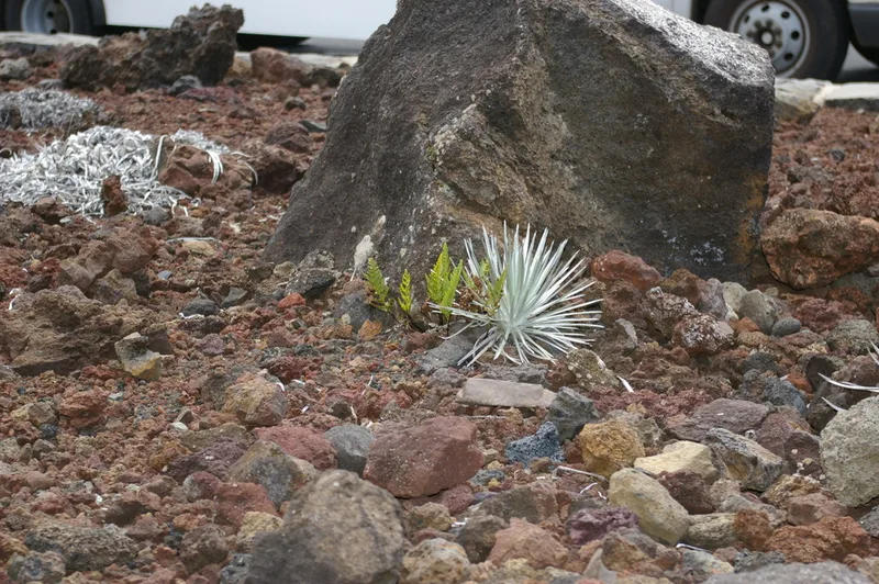 black spleenwort