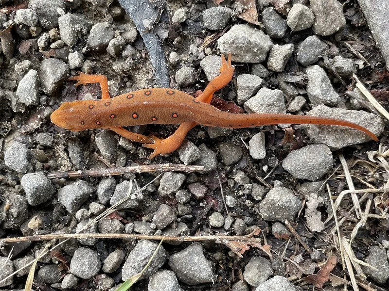 Eastern Newt
