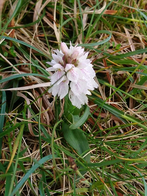 heath spotted orchid