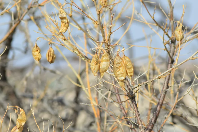Colutea cilicica