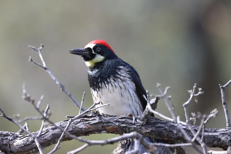 Acorn Woodpecker