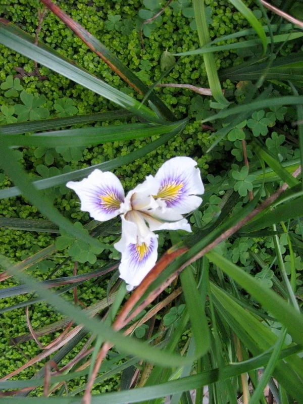Douglas iris