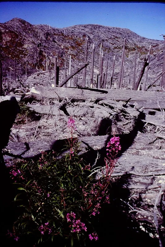 fireweed