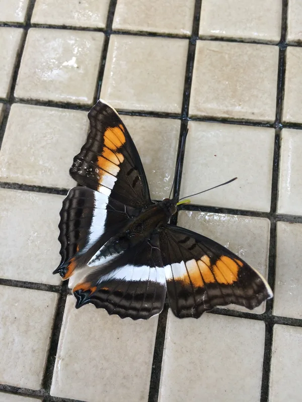 Doxocopa linda