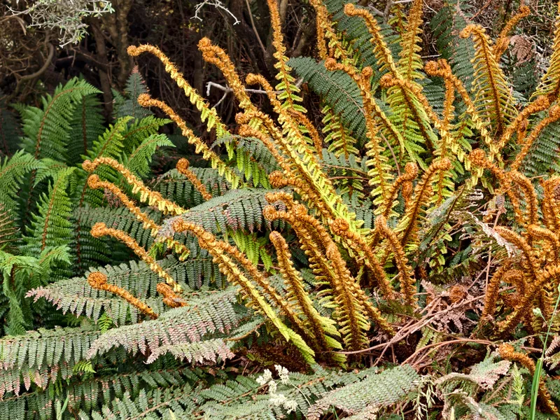Prickly Shield Fern