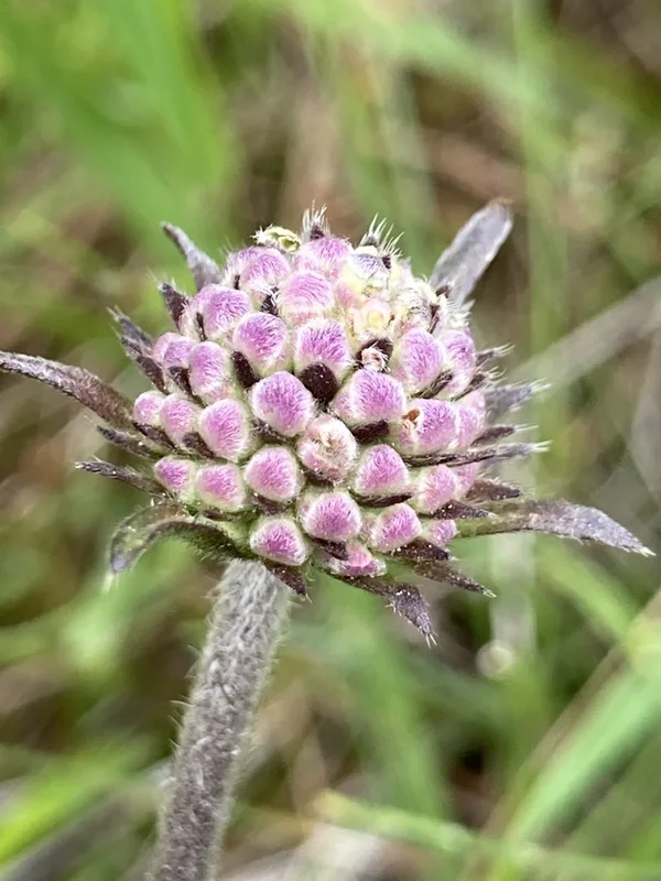 Devil's-bit Scabious