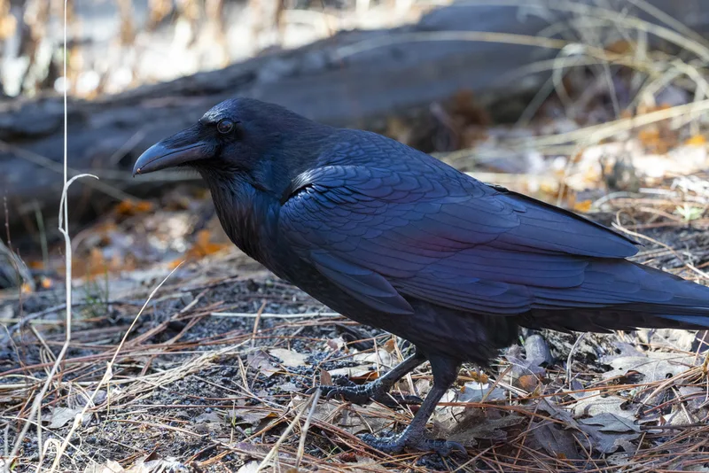 Common Raven