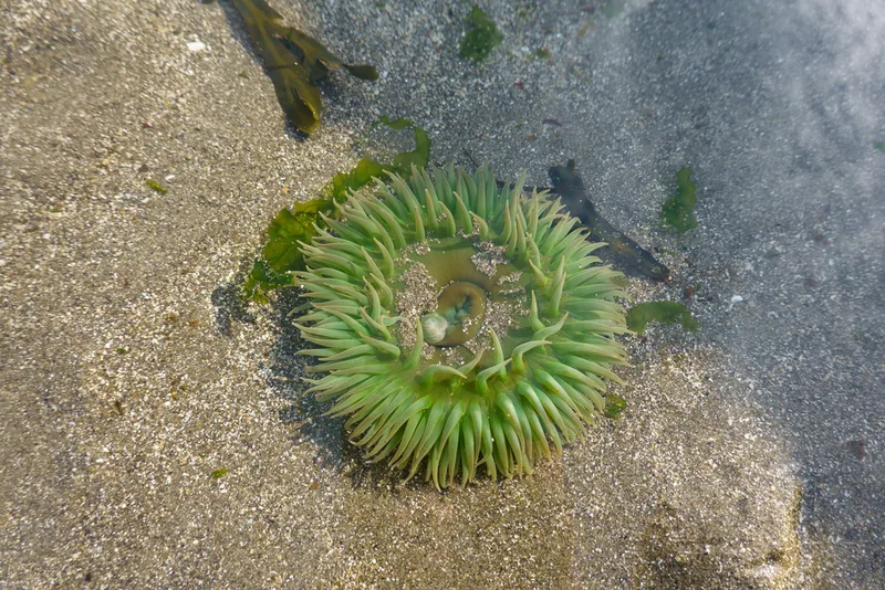 Giant Green Anemone