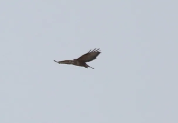 Common Buzzard