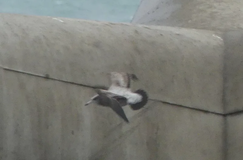 Black-tailed Gull