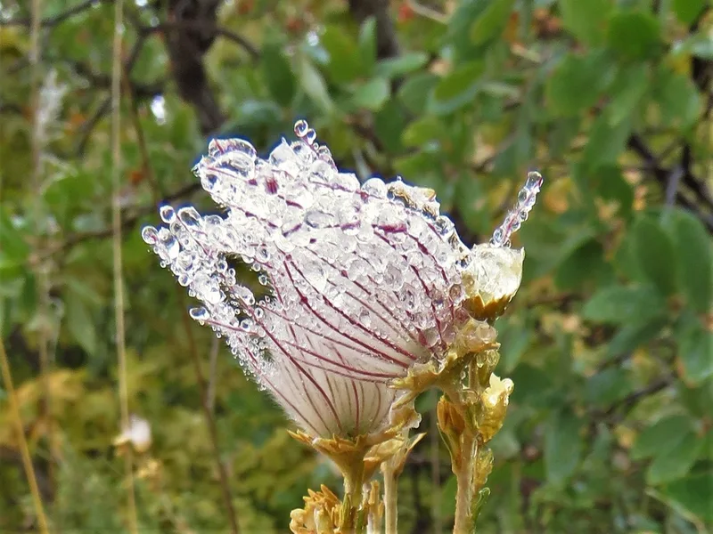 Apache plume