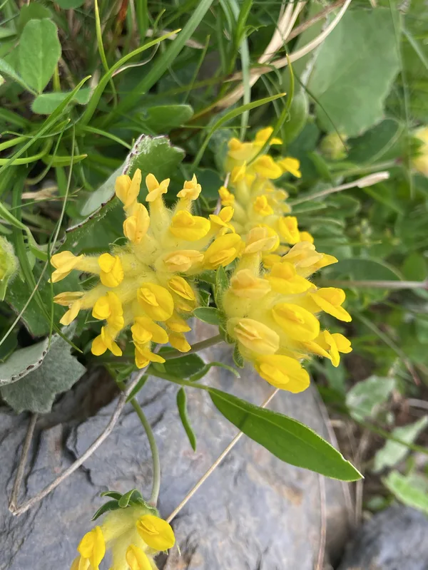 Common Kidney-Vetch
