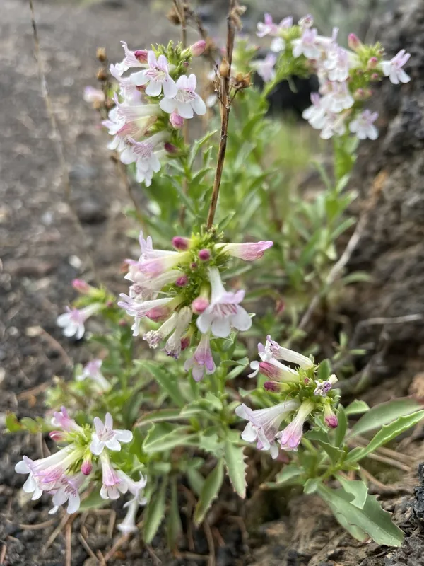 Hot Rock Penstemon