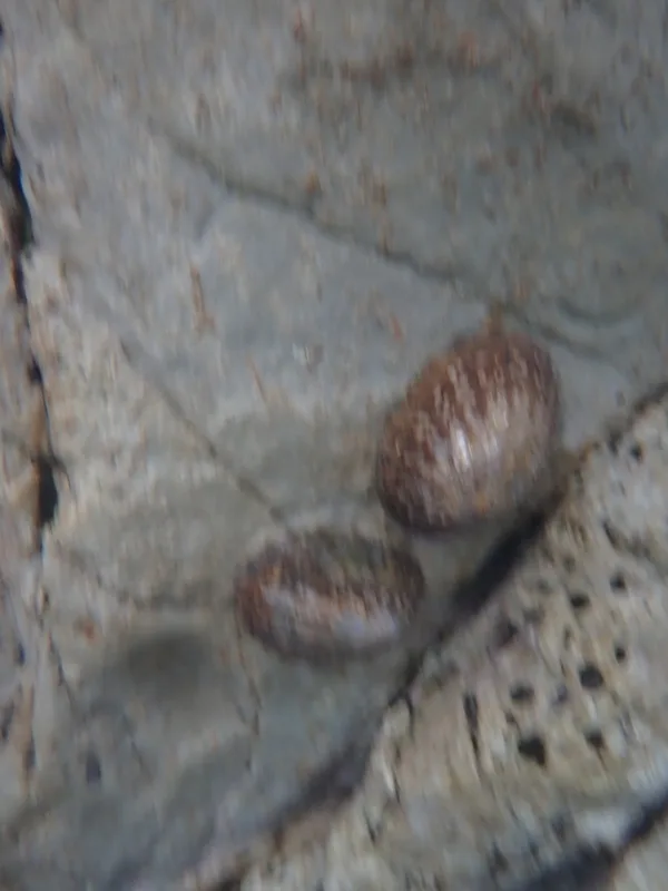Denticulate Limpet