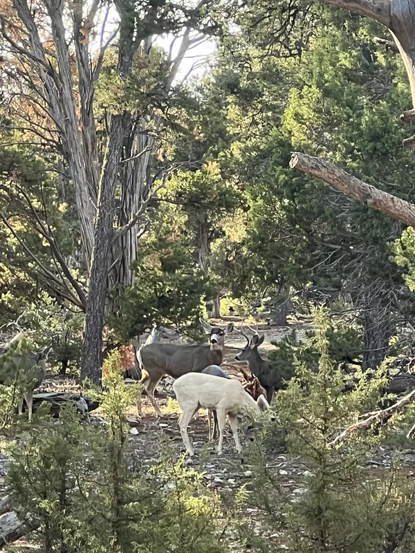 Mule Deer